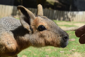 Portrait of a Dolichotinae pampas rabbit (Mara) at Animal Park Bretten, Germany