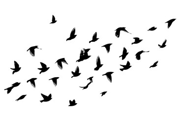 A flock of flying birds. Vector illustration