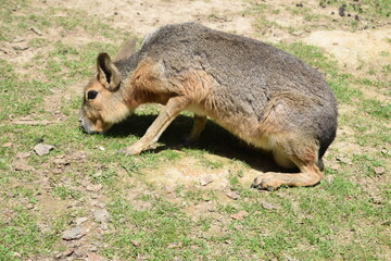 Portrait of a Dolichotinae pampas rabbit (Mara) at Animal Park Bretten, Germany
