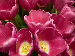 pink tulips