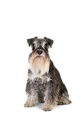 miniature schnauzer dog sitting isolated on white