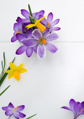 Purple crocuses and daffodil isolated on white wood Background.