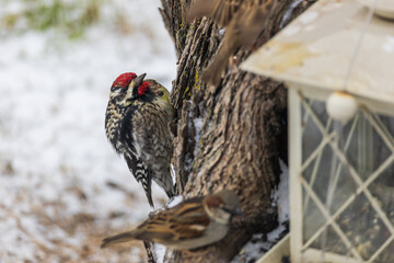 Ladder-backed woodpecker sitting on tree trunk

