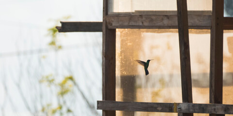 colibri © Daniel