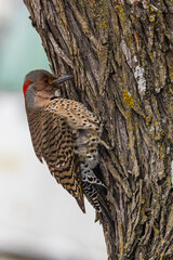Northern Flicker woodpecker on a tree