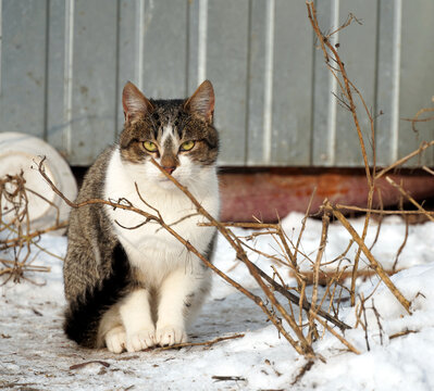 Cautious Stray Cat Sitting In The Snow On A Cold Winter Day