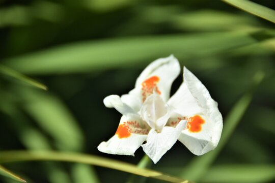 FLOR