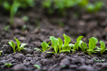 Young lettuce sprouts grow in the soil. Home gardening. Healthy Organic Vegetables. Blurred green and dark gray background. Green salad. Soft focus