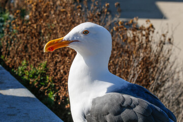 Seagull