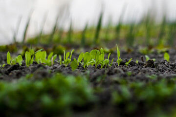Young lettuce sprouts grow in the soil in a home greenhouse. Home gardening. Healthy Organic Vegetables. Blurred white background and blurred green foreground. On the background, a blurred bow