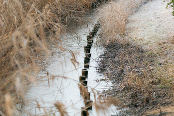 冬の早朝の水辺
