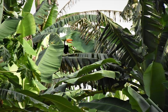 TUCANO
