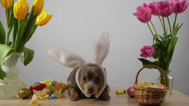 Funny dog ​​in the ears of the Easter bunny. Chihuahua dog. The dog looks into the camera. 4K