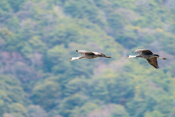 山口県の八代盆地を飛翔するナベヅル