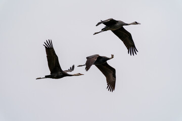 山口県の八代盆地を飛翔するナベヅル