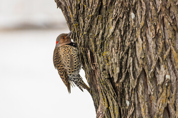 Northern Flicker woodpecker on a tree