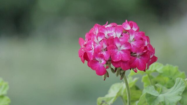 Hermosa Flor Rosada Salvaje en Santander , Colombia . Latinoam&eacute;rica. 