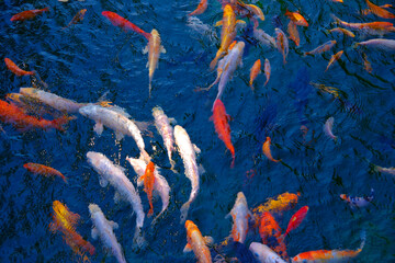 Multi-colored carps in the blue water of the lake.