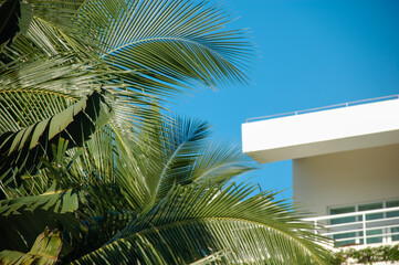 Fototapeta na wymiar White residential building and palm tree against the dark blue sky