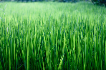 green rice field