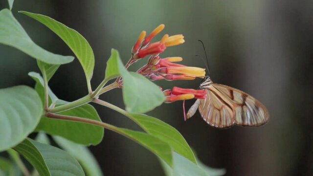 MARIPOSA NATURAL EN  HERMOSA FLOR .  butterfly . Latinoam&eacute;rica, Colombia. Santander 