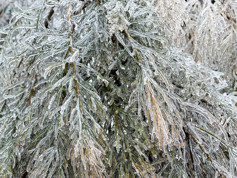 Frozen leaves and branches encased in ice, winter storm 2021, Austin, TX