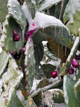 Frozen cactus encased in ice, winter storm 2021, Austin, TX