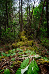 forest in the forest