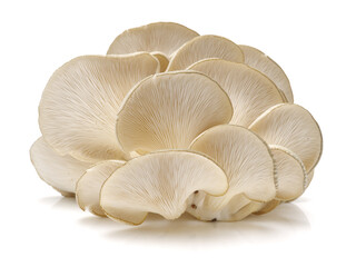 oyster mushroom on white background