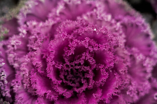Closeup of bright flowering kale cabbage with leaves of purple color growing in garden