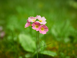 pink flowers in the garden