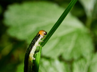 caterpillar on leaf