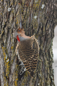 Northern Flicker woodpecker on a tree