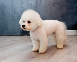 bichon frise stands on all fours on a grey background after grooming in an animal salon.