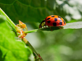 ladybird on a leaf