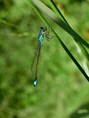 blue dragonfly on leaf