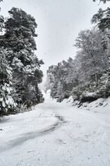 A view of snowy road and trees on the Cerro Bayo (Bayo Hill), touristic destination in Villa La Angostura, Neuquen, Patagonia region of Argentina. Snowy spring day.