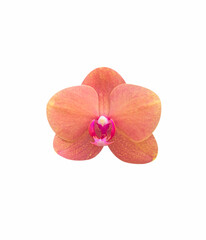 orchid isolated on white background