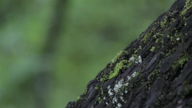 Textura de &aacute;rbol nativo en Santander, Colombia. Latinoam&eacute;rica   