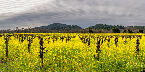 Panorama of an Early Spring Vineyard with Mustard in Full Bloom, Sonoma County, California, USA