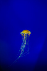A cool jellyfish view in blue water