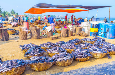 The baskets with triggerfish in Negombo port, Sri Lanka