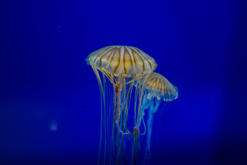 A cool jellyfish view in blue water