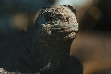 portrait of iguana