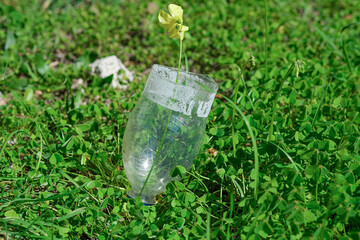 Wild yellow flower grow up on discarded plastic bottle garbage,nature pollution adaptation