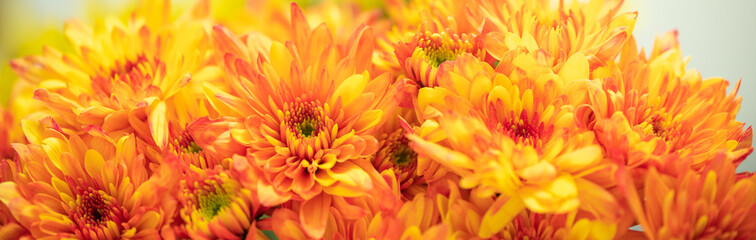 Closeup of yellow and orange Mums flower on white background with copy space using as background natural flora, ecology cover page concept.
