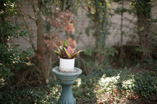 Red and Green Snake Plant in a White Planter on top of a Green Cement Pillar Garden Decor with Trees and Ivy