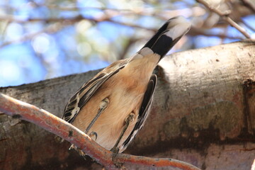 bird taking care of its nest in neuquen patagonia argentina