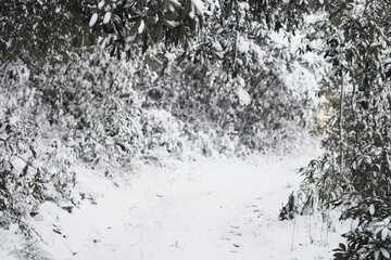 奥がボケた森の中に積もる雪のイメージ素材