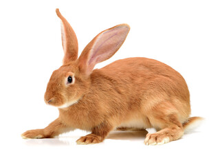 Fototapeta premium rabbit isolated on white background